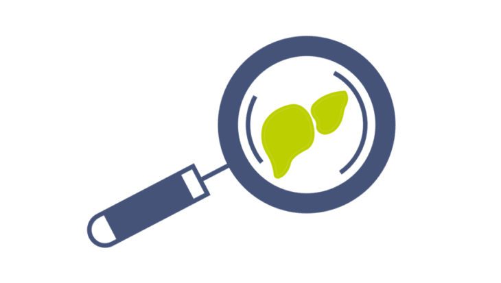 A cartoon image of a magnifying glass and the liver is seen through it.