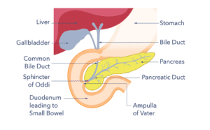 A diagram of the pancreas.