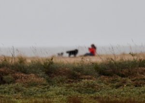 A child who is sat down in a red jumper is seen with two dogs on the beach in front of the grey skies.