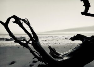 Black and white photo of a fallen tree branch that resembles a hand on the beach. The sea is seen in the background.