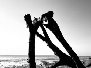 A black and white photo of three tree branches standing up and interlinked together on the beach. The sea is seen behind.