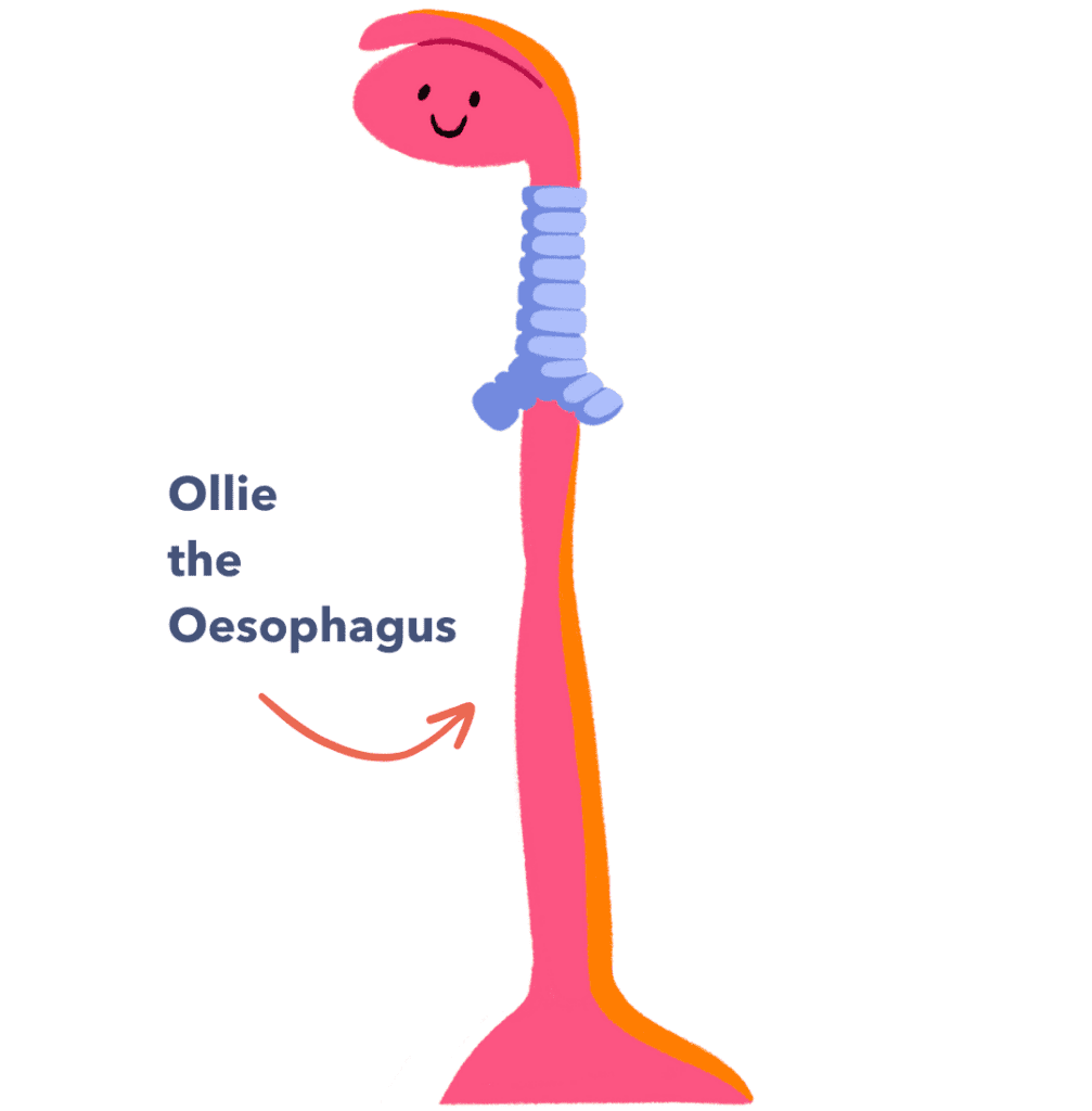 Guts UK's illustrated brand character, Ollie the Oesophagus, smiling.