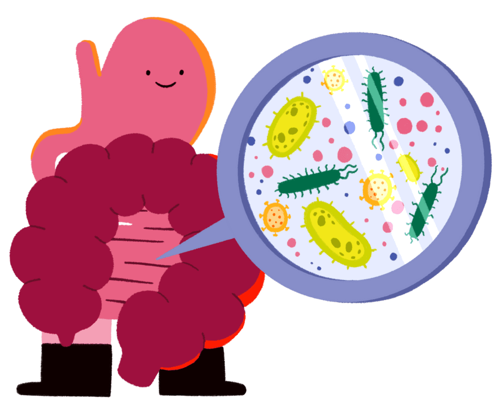 Guts UK's gut brand character of the gut microbiome. It shows the gut (oesophagus, stomach, small intestine and colon), stood up, looking happy, with a magnification preview of colourful gut bacteria coming out of it.