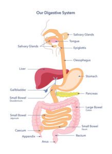 An anatomical diagram titled "Our Digestive System" showing the human digestive tract from the mouth to the anus. The illustration labels the following organs and structures: Upper Tract: Salivary Glands, Tongue, Epiglottis, and Oesophagus. Middle Organs: Liver, Stomach, Gallbladder, and Pancreas. Intestinal Tract: The Small Bowel (highlighting the Duodenum, Jejunum, and Ileum) and the Large Bowel (Colon). Lower Tract: Caecum, Appendix, Rectum, and Anus. The organs are color-coded: the stomach and intestines are shades of pink and orange, the liver is dark red, and the pancreas is yellow.