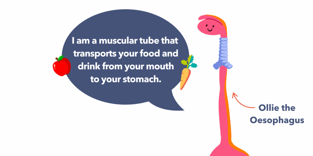 Guts UK brand illustration of Ollie the Oesophagus with a speech bubble that reads "I am a muscular tube that transports your food from your mouth to your stomach."