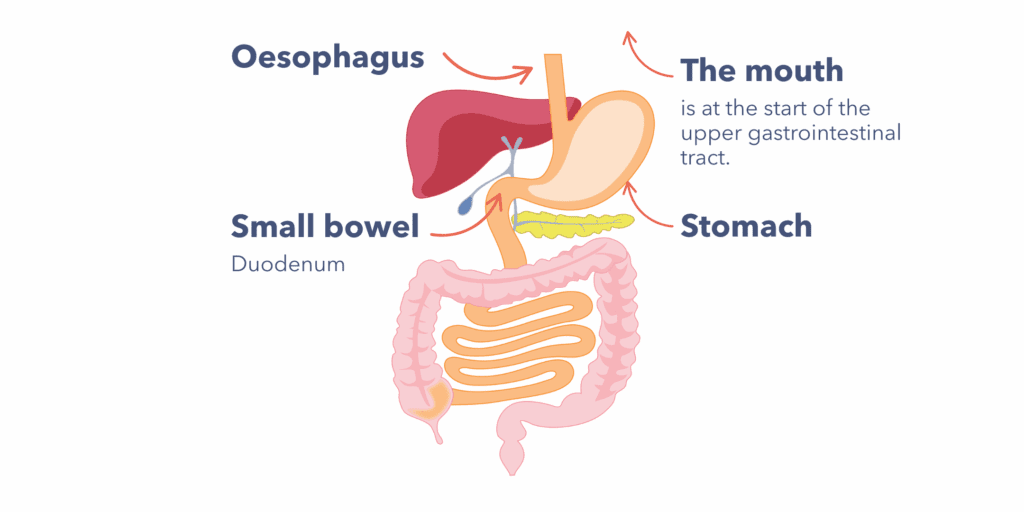 A diagram of the upper gastrointestinal tract with the labels pointing to the mouth, oesophagus, stomach and start of the small bowel (duodenum).
