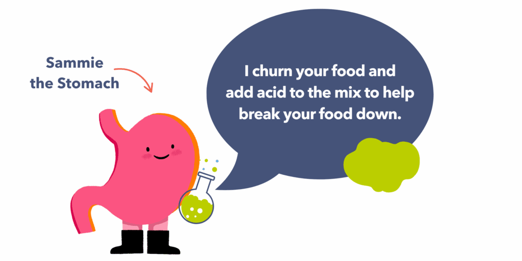 Guts UK brand illustration of Sammie the Stomach with a speech bubble that reads "I churn your food and add acid to the mix to help break your food down."