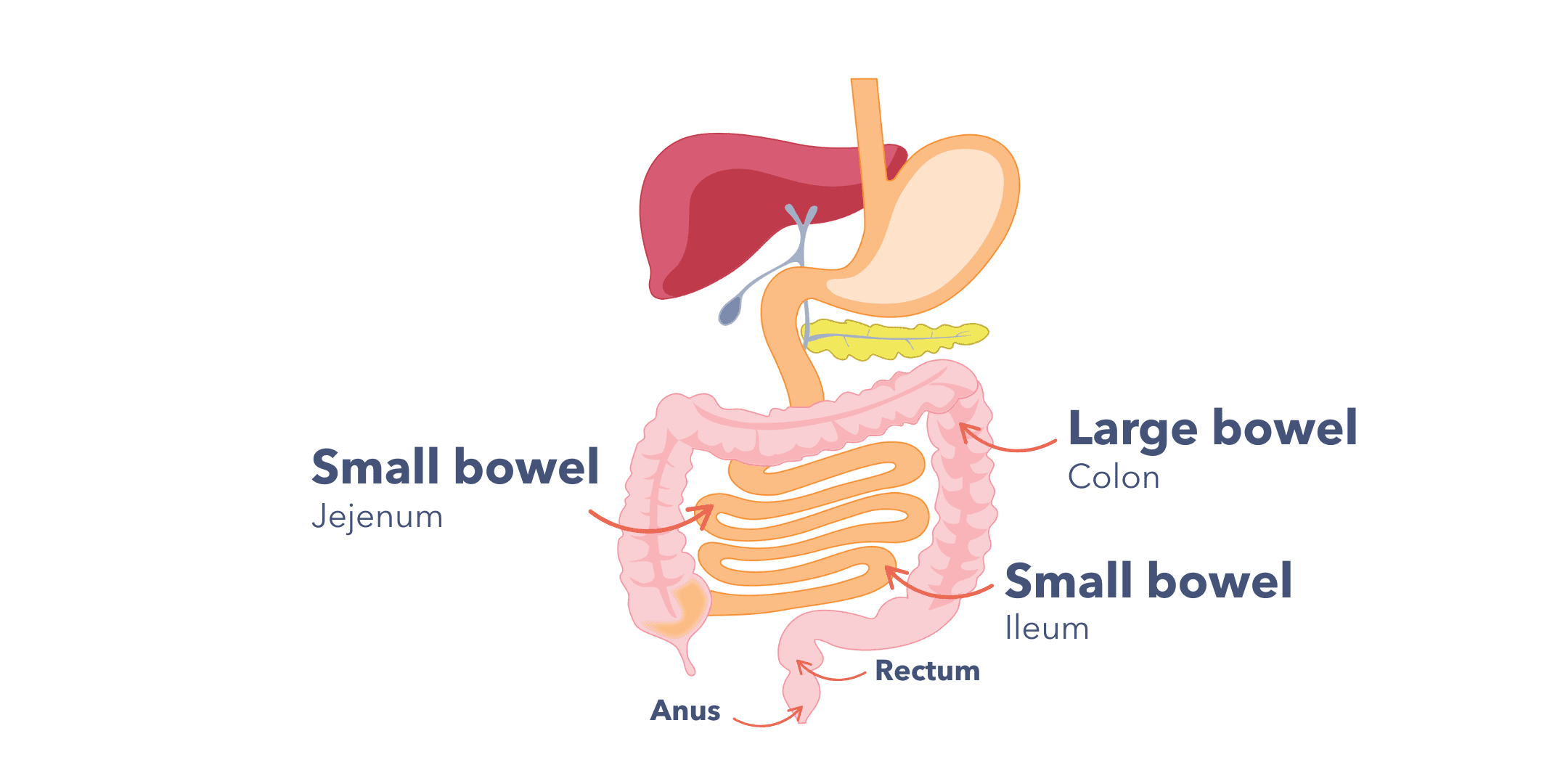 A diagram of the lower gastrointestinal tract showing the small bowel, large bowel (colon), rectum and anus.