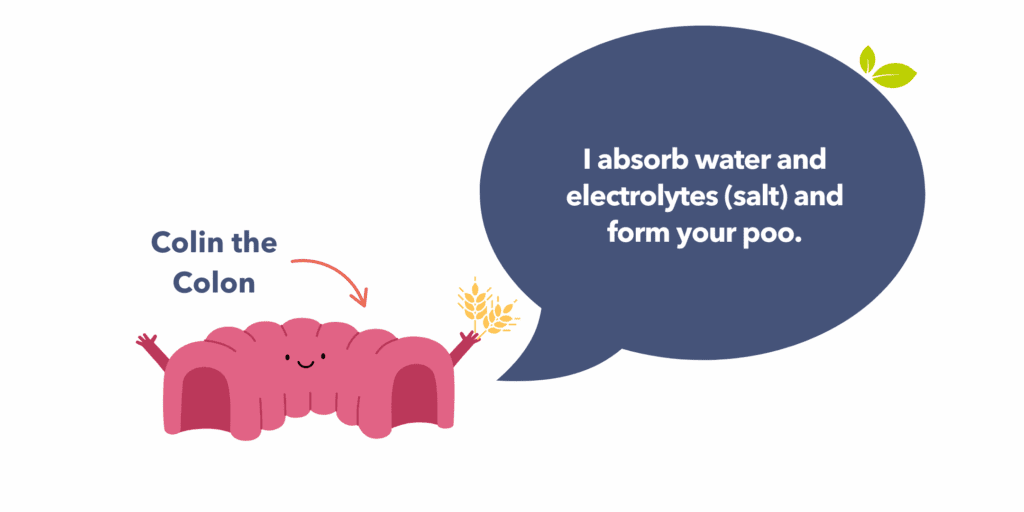 Guts UK brand illustration of Colin, the inflatable Colin with a speech bubble that reads "I absorb water and electrolytes (salt) and form your poo."