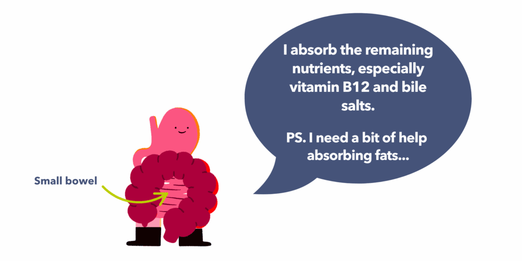 Guts UK brand illustration of the gut. An arrow labels the small bowel. There is a speech bubble that reads "I absorb the remaining nutrients, especially vitamin B12 and bile salts. PS. I need a bit of help absorbing fats."