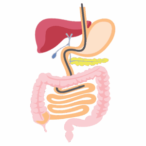 A diagram showing an endoscopy (tube with camera down the throat). The tube is inserted into the oesophagus and stomach via the mouth.