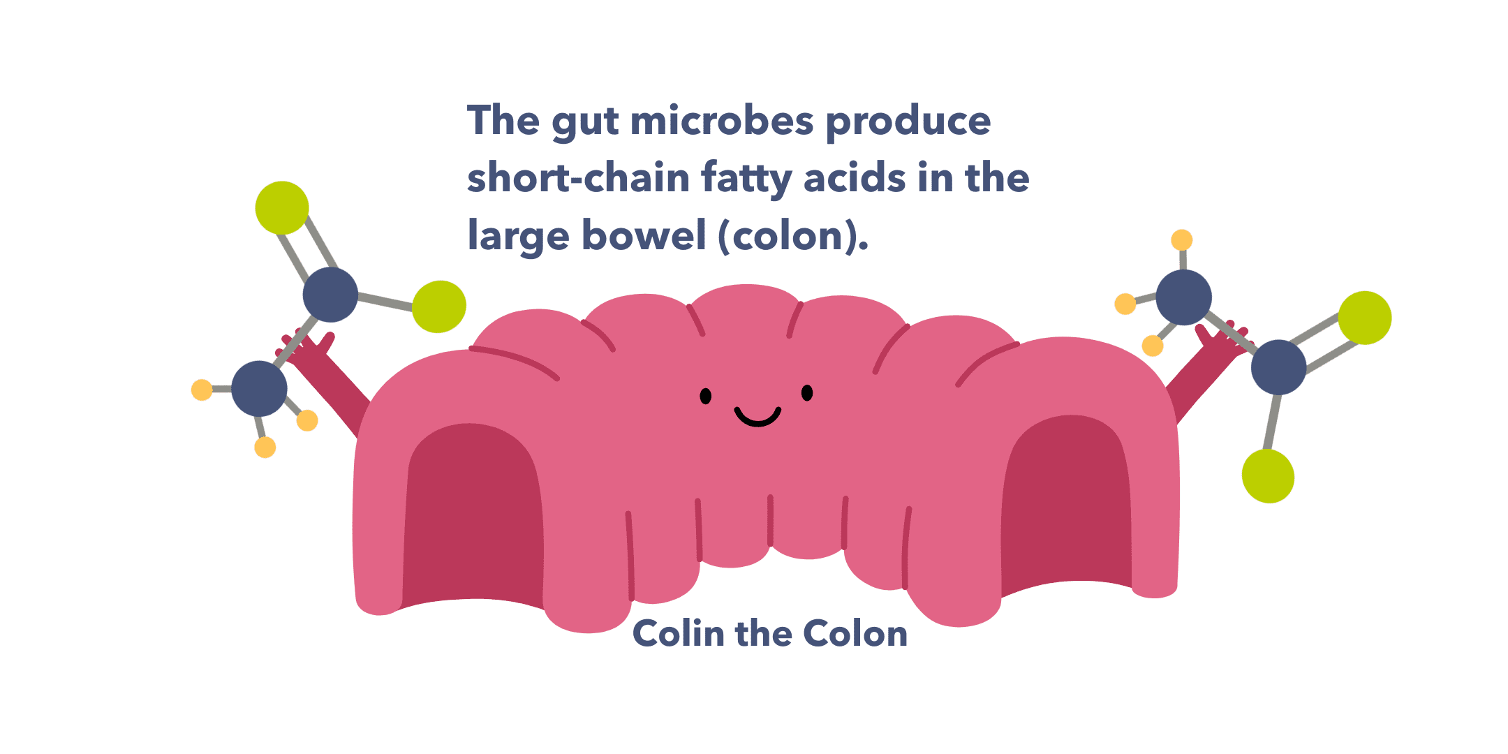 Guts UK's brand illustration character of Colin the inflatable colon, smiling with his hands in the air, holding short chain fatty acid molecules. Text above him reads "the gut microbes produce short-chain fatty acids in the large bowel (colon).