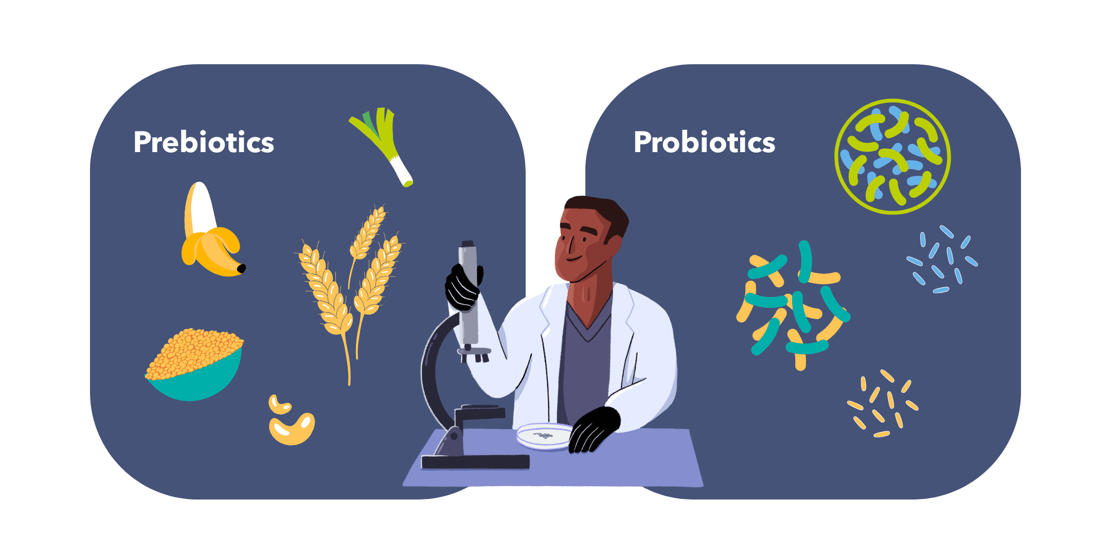 Guts UK’s brand illustration character of a male researcher with a microscope and petri dish, in the middle of two navy boxes showing examples of probiotics and prebiotics. Examples of probiotics shown are a leek, onion, wheat, grains and nuts. Examples of probiotics show different strains of bacteria, under a microscope magnification.