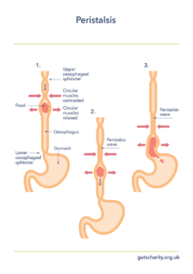 Diagram showing the three stages of peristalsis in the oesophagus. Circular muscles contract behind the food bolus and relax ahead of it, creating a peristaltic wave that moves food down the oesophagus into the stomach.