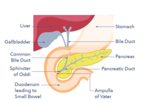 Illustration of the pancreas and the ducts around it. The diagram includes a illustration of the liver next to the pancreas, as well as the gallbladder and the stomach.